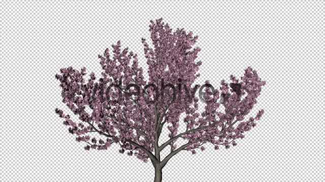 Tree Cherry Blossom Videohive 6076983 Motion Graphics Image 9