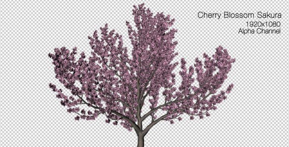 Tree Cherry Blossom - Download Videohive 6076983