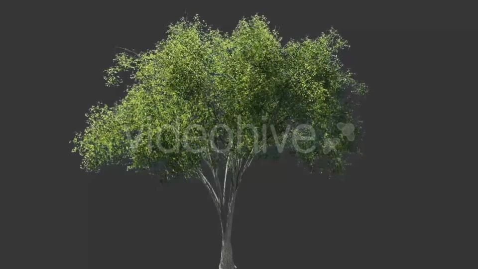 Tree Collection 1 Videohive 12451613 Motion Graphics Image 2