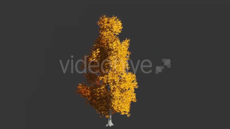 Tree Collection 1 Videohive 12451613 Motion Graphics Image 3