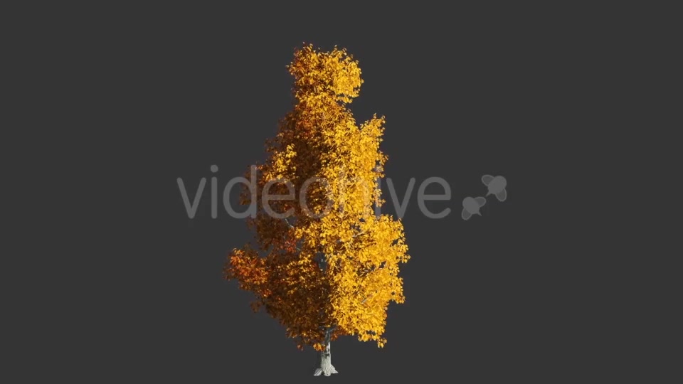 Tree Collection 1 Videohive 12451613 Motion Graphics Image 4