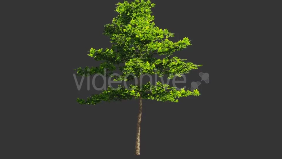 Tree Collection 1 Videohive 12451613 Motion Graphics Image 5