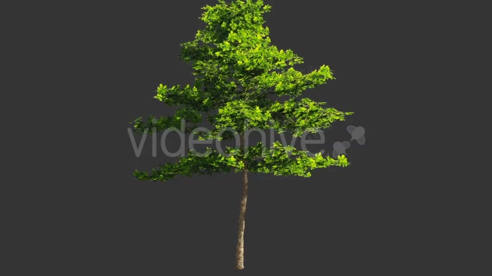 Tree Collection 1 Videohive 12451613 Motion Graphics Image 6