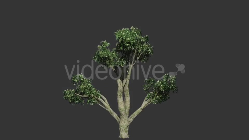 Tree Collection 1 Videohive 12451613 Motion Graphics Image 7