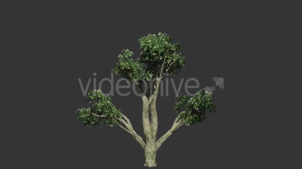 Tree Collection 1 Videohive 12451613 Motion Graphics Image 8