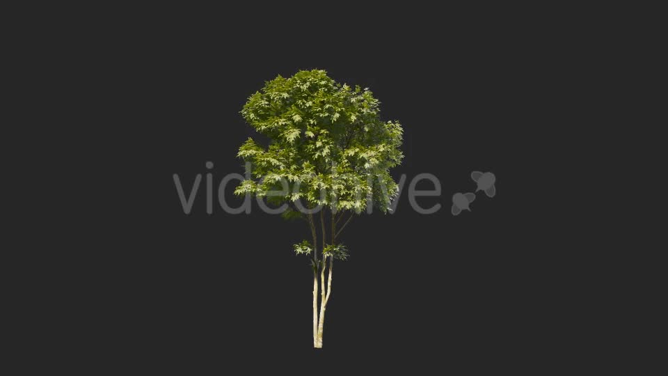 Tree Collections Videohive 19889867 Motion Graphics Image 1