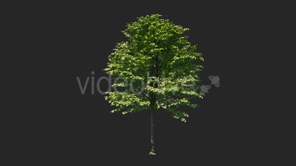 Tree Collections Videohive 19889867 Motion Graphics Image 11