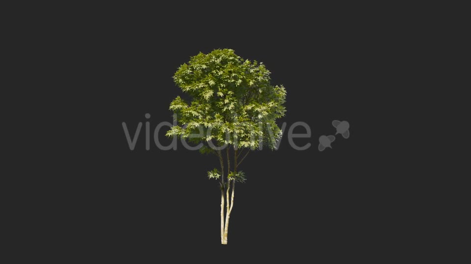 Tree Collections Videohive 19889867 Motion Graphics Image 2