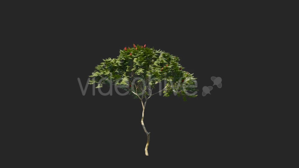 Tree Collections Videohive 19889867 Motion Graphics Image 7