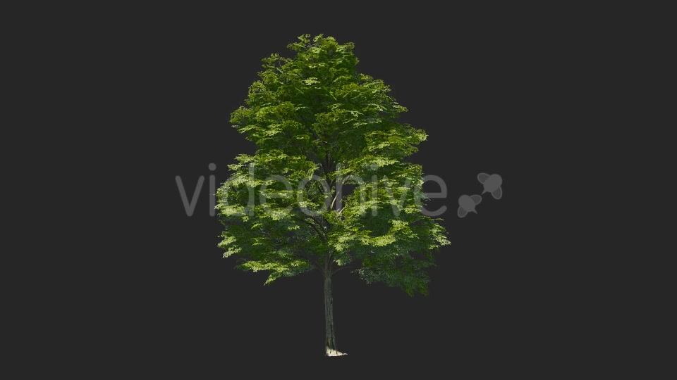 Tree Collections Videohive 19889867 Motion Graphics Image 8