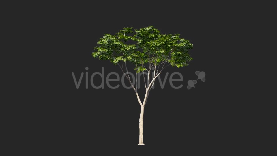 Tree Collections Videohive 19889867 Motion Graphics Image 9