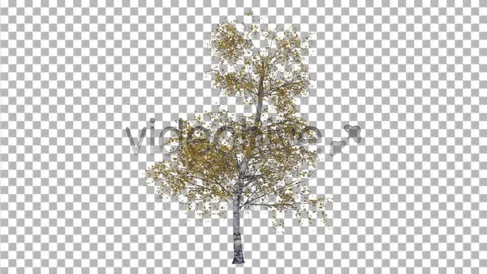 Tree Videohive 4285698 Motion Graphics Image 10