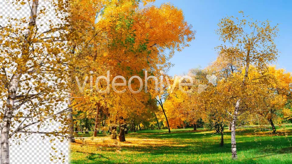 Tree Videohive 4285698 Motion Graphics Image 5