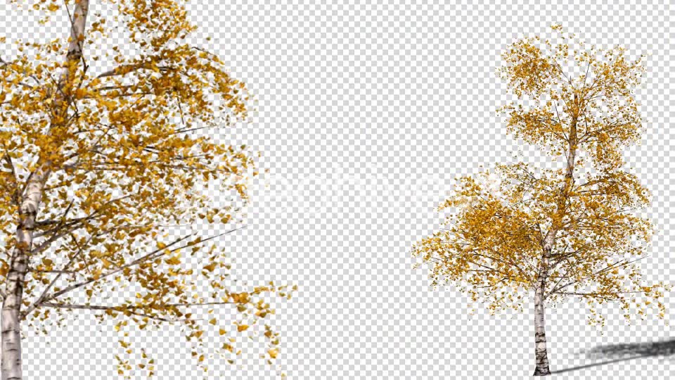 Tree Videohive 4285698 Motion Graphics Image 6