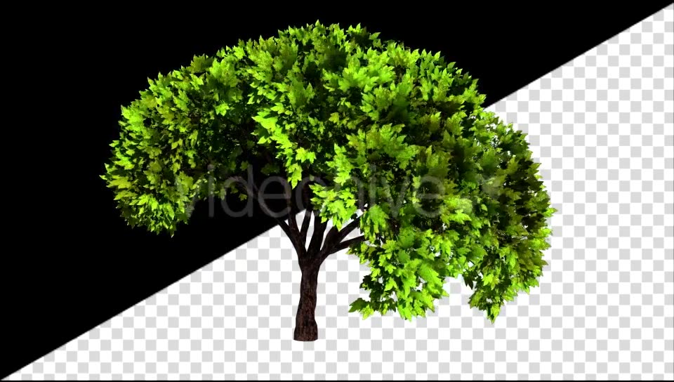 Tree Growth Videohive 20509626 Motion Graphics Image 6