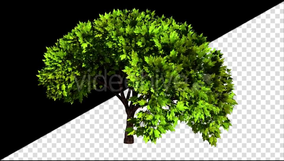 Tree Growth Videohive 20509626 Motion Graphics Image 7