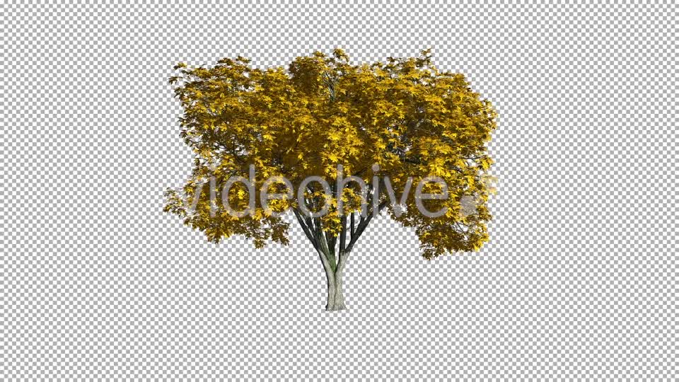 Tree On The Wind Isolated 1 (Gentle Wind) Videohive 11793570 Motion Graphics Image 1