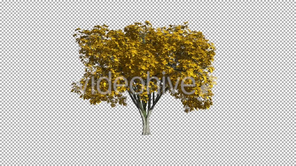 Tree On The Wind Isolated 1 (Gentle Wind) Videohive 11793570 Motion Graphics Image 2