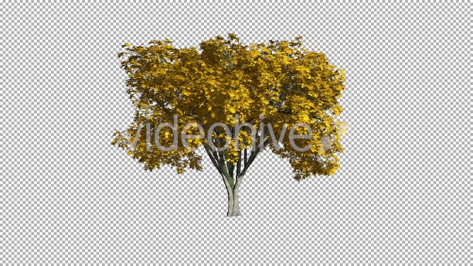Tree On The Wind Isolated 1 (Gentle Wind) Videohive 11793570 Motion Graphics Image 3