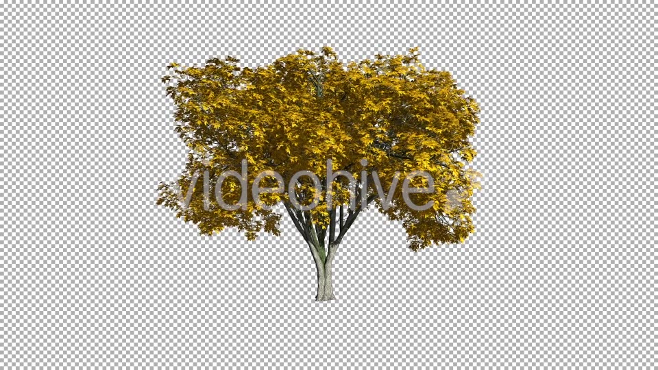 Tree On The Wind Isolated 1 (Gentle Wind) Videohive 11793570 Motion Graphics Image 5
