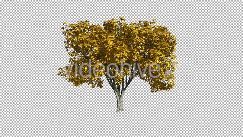 Tree On The Wind Isolated 1 (Gentle Wind) Videohive 11793570 Motion Graphics Image 7