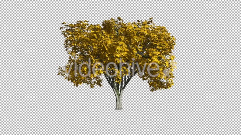 Tree On The Wind Isolated 1 (Gentle Wind) Videohive 11793570 Motion Graphics Image 8