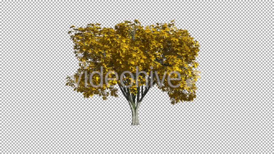 Tree On The Wind Isolated 1 (Gentle Wind) Videohive 11793570 Motion Graphics Image 9