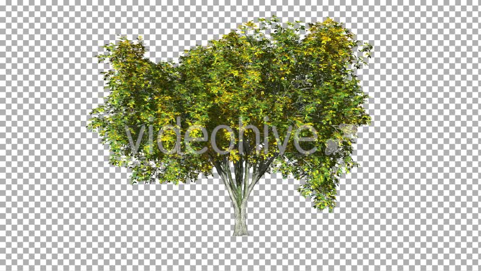 Tree On The Wind Isolated 3 Videohive 11892196 Motion Graphics Image 1