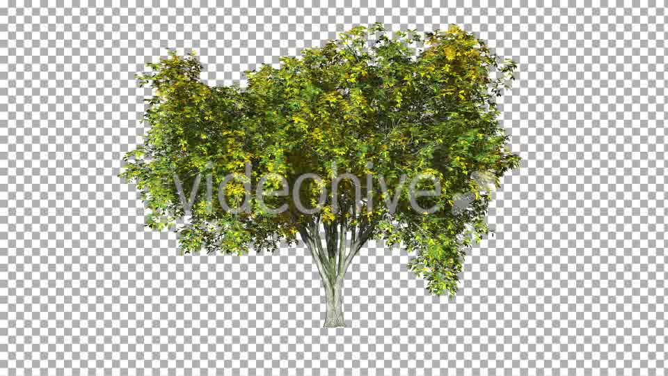 Tree On The Wind Isolated 3 Videohive 11892196 Motion Graphics Image 10