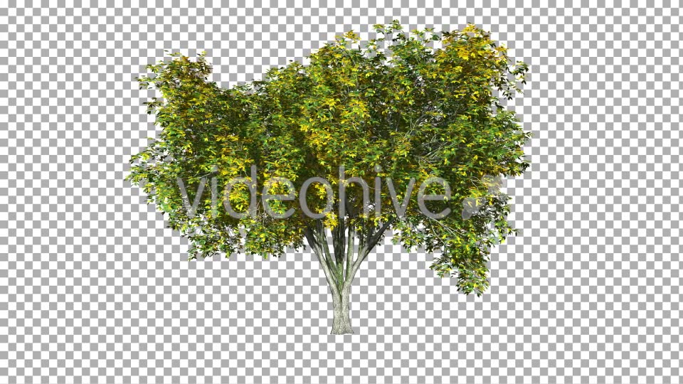 Tree On The Wind Isolated 3 Videohive 11892196 Motion Graphics Image 3