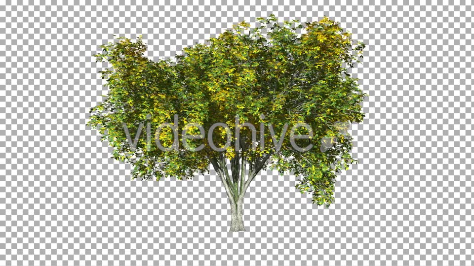 Tree On The Wind Isolated 3 Videohive 11892196 Motion Graphics Image 6