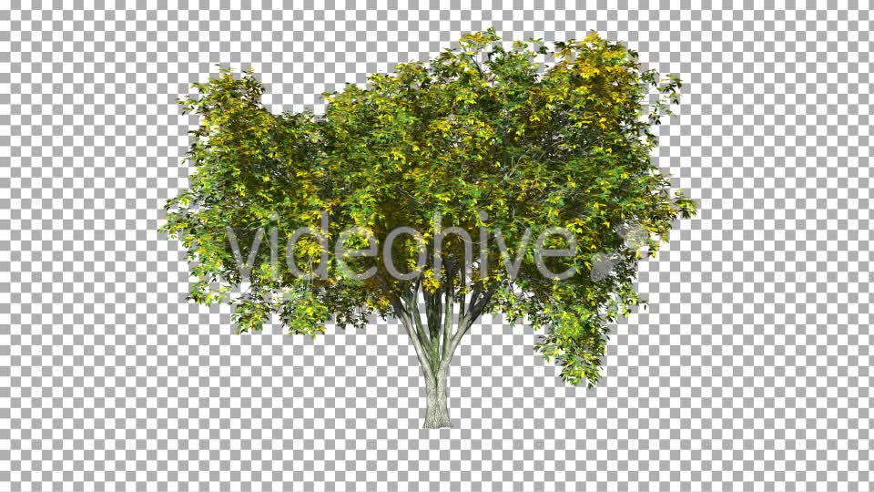 Tree On The Wind Isolated 3 Videohive 11892196 Motion Graphics Image 7