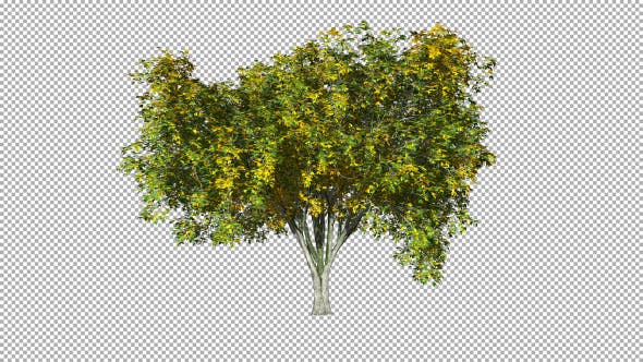 Tree On The Wind Isolated 3 - Download 11892196 Videohive