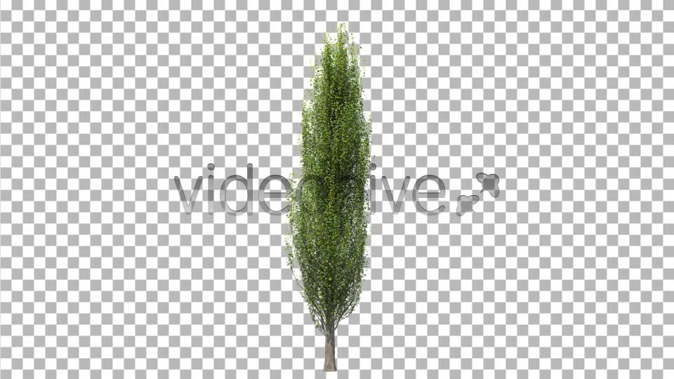 Tree Poplar Videohive 4291763 Motion Graphics Image 1