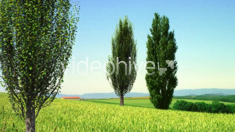 Tree Poplar Videohive 4291763 Motion Graphics Image 10