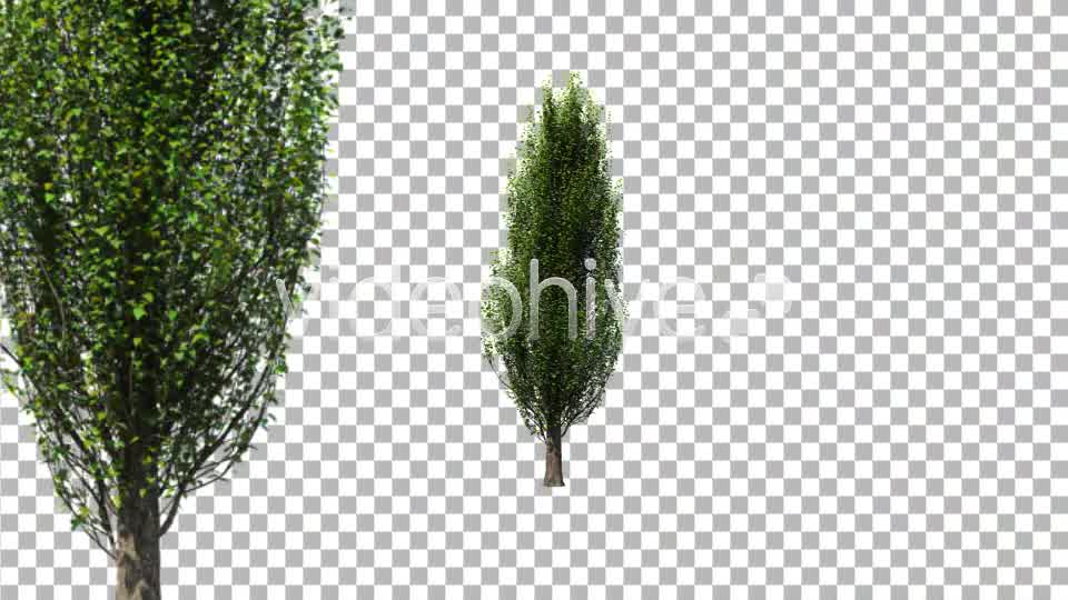 Tree Poplar Videohive 4291763 Motion Graphics Image 12