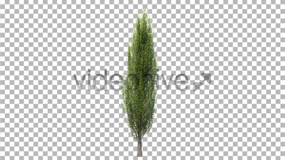 Tree Poplar Videohive 4291763 Motion Graphics Image 2