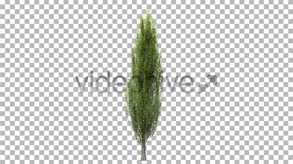 Tree Poplar Videohive 4291763 Motion Graphics Image 3