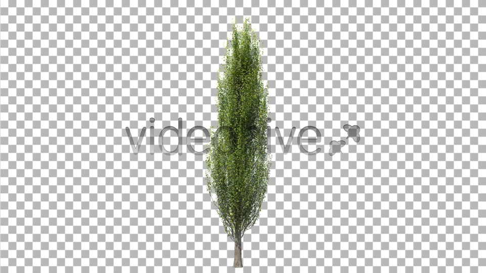 Tree Poplar Videohive 4291763 Motion Graphics Image 4