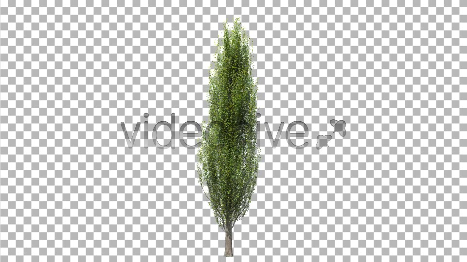 Tree Poplar Videohive 4291763 Motion Graphics Image 5