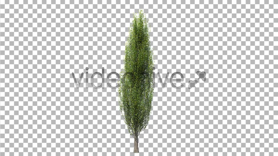 Tree Poplar Videohive 4291763 Motion Graphics Image 7