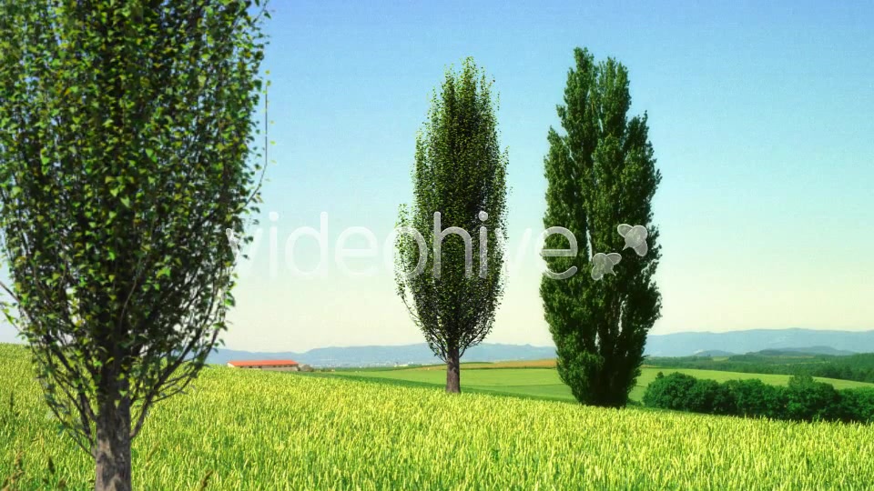 Tree Poplar Videohive 4291763 Motion Graphics Image 8
