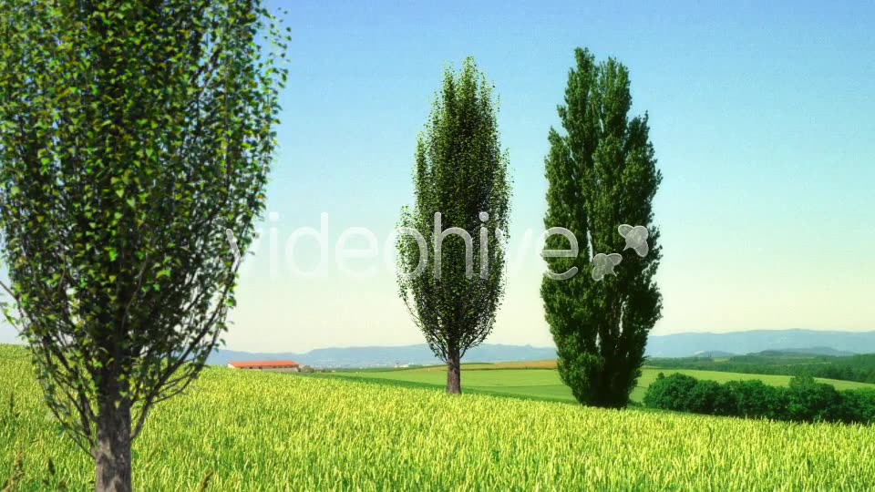 Tree Poplar Videohive 4291763 Motion Graphics Image 9