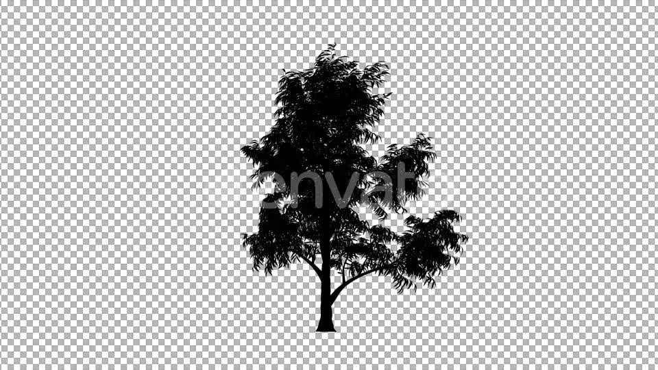 Tree Silhouette Videohive 22044901 Motion Graphics Image 1