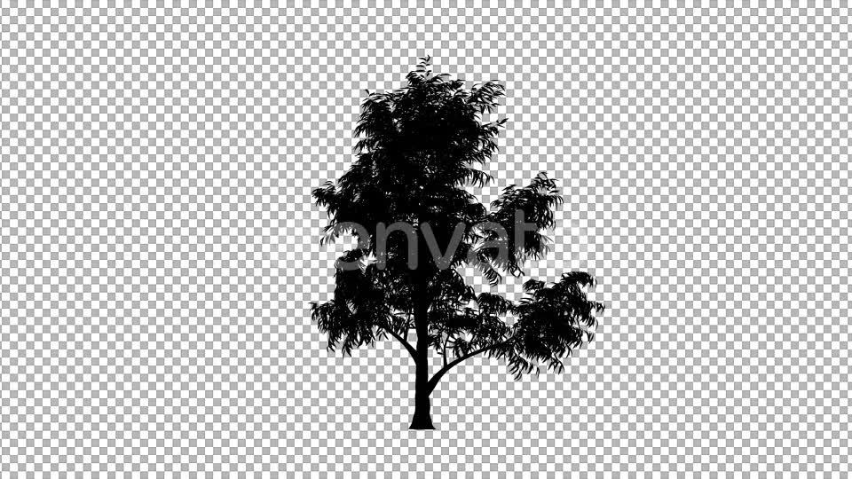Tree Silhouette Videohive 22044901 Motion Graphics Image 2