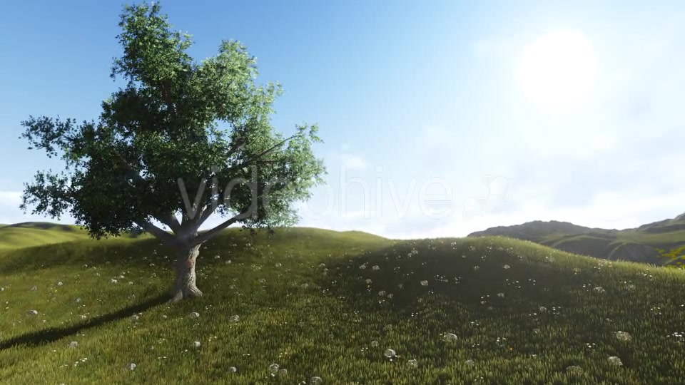 Tree Sunrise Videohive 12177939 Motion Graphics Image 10
