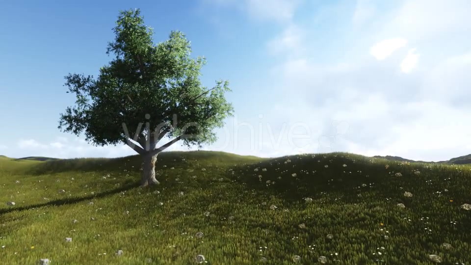 Tree Sunrise Videohive 12177939 Motion Graphics Image 9