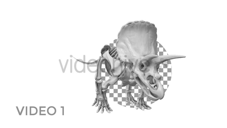 Triceratops Skeleton Videohive 18871493 Motion Graphics Image 1