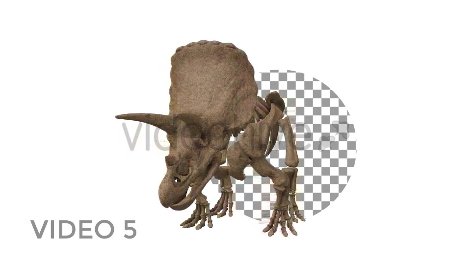 Triceratops Skeleton Videohive 18871493 Motion Graphics Image 10