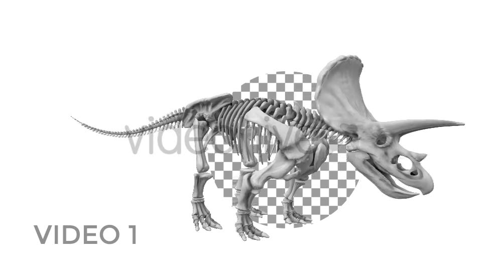 Triceratops Skeleton Videohive 18871493 Motion Graphics Image 2